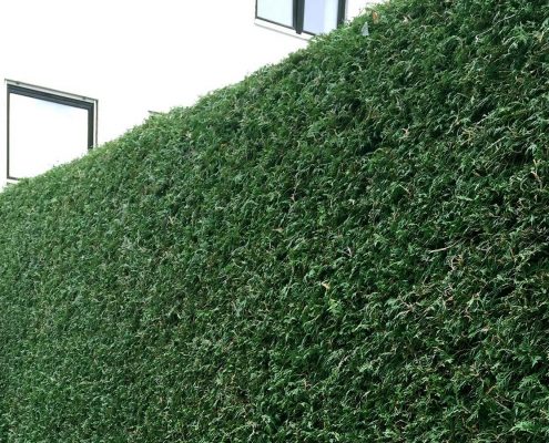 geflegte Hecke nach dem Schnitt