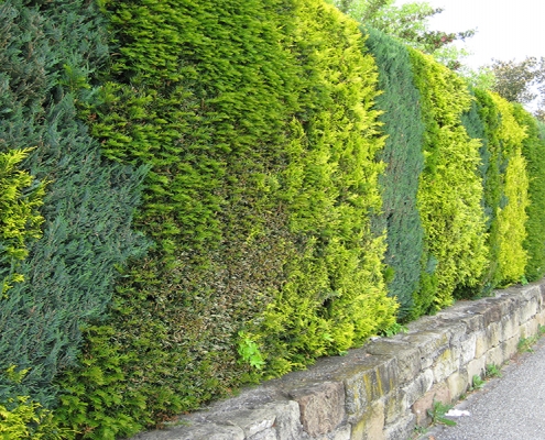 Hecke schneiden München