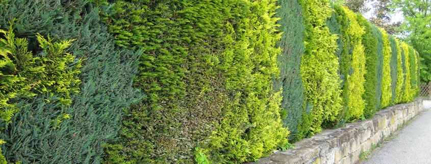 Hecke schneiden München