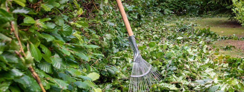 Heckenrückschnitt und Gartenpflege